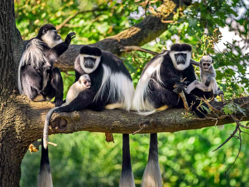 Arusha Park